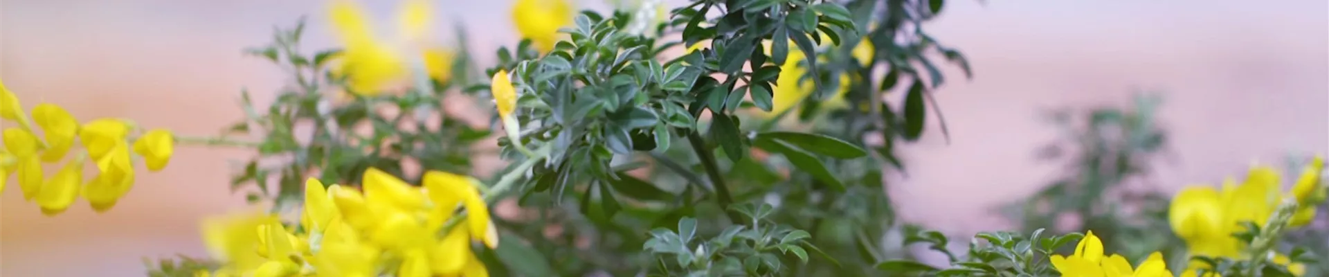 Ginster - Einpflanzen im Garten (thumbnail)