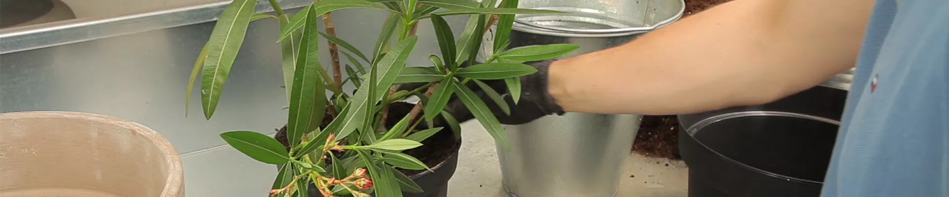 Oleander - Einpflanzen in ein Gefäß (thumbnail)
