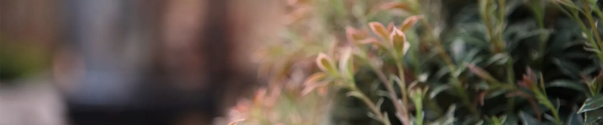 Japanisches Schattenglöckchen - Einpflanzen in den Garten (Thumbnail)