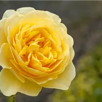 Englische Rosen, gelb
