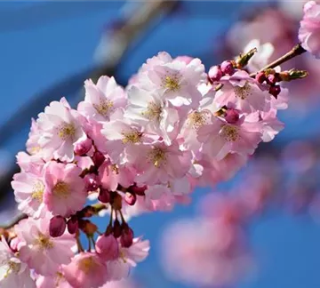 cherry-blossom-g879630897_1280.jpg