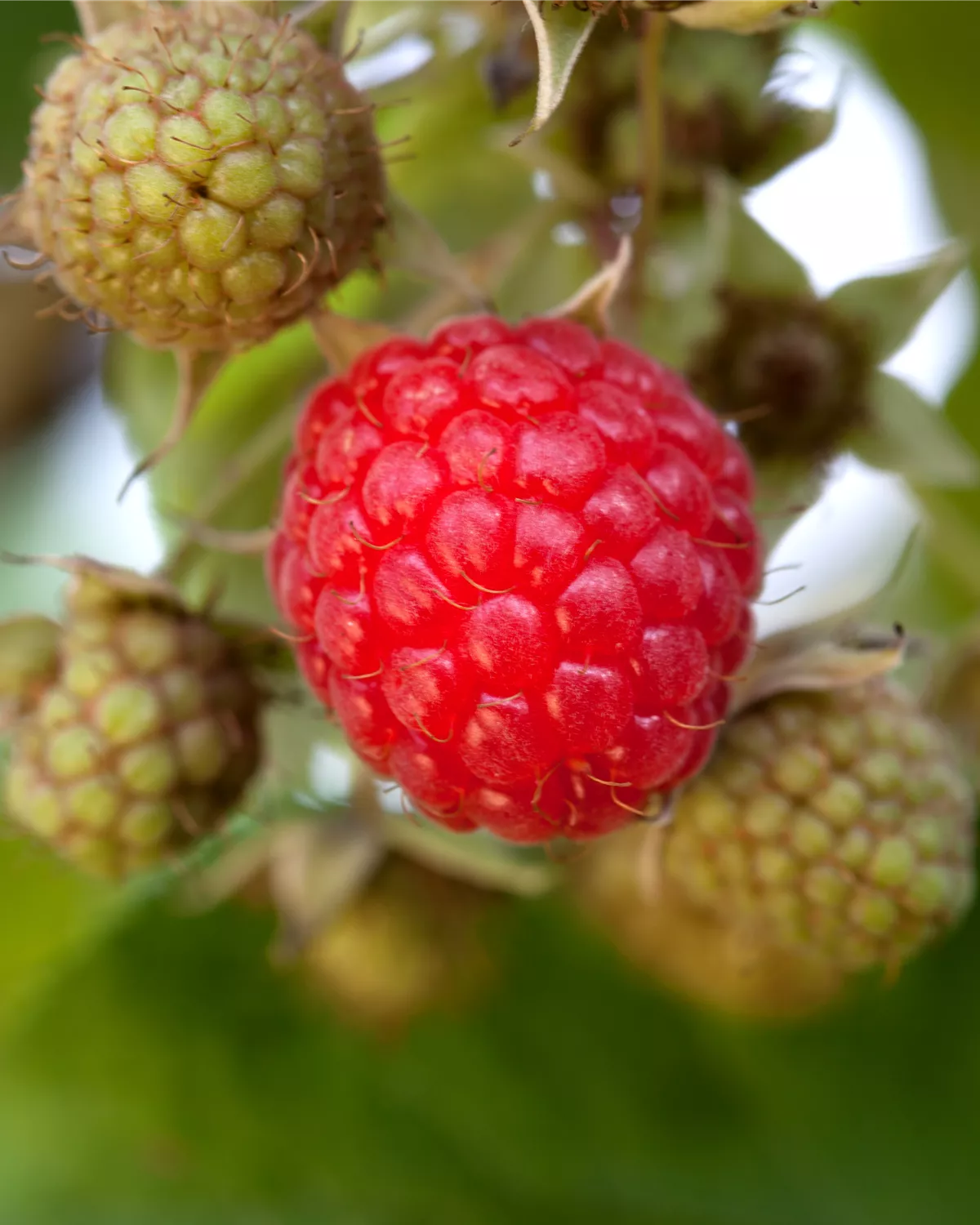 Rubus Idaeus, Gemeine Himbeere - Gartencenter Meckelburg