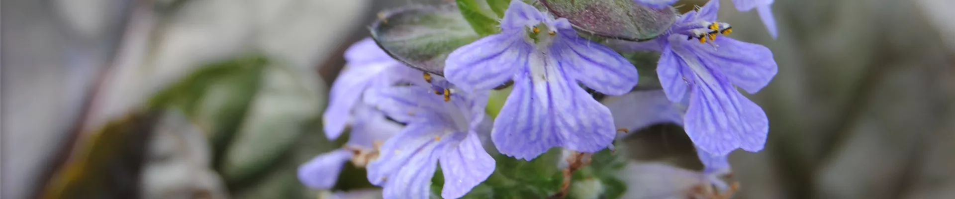 Ajuga reptans (2)