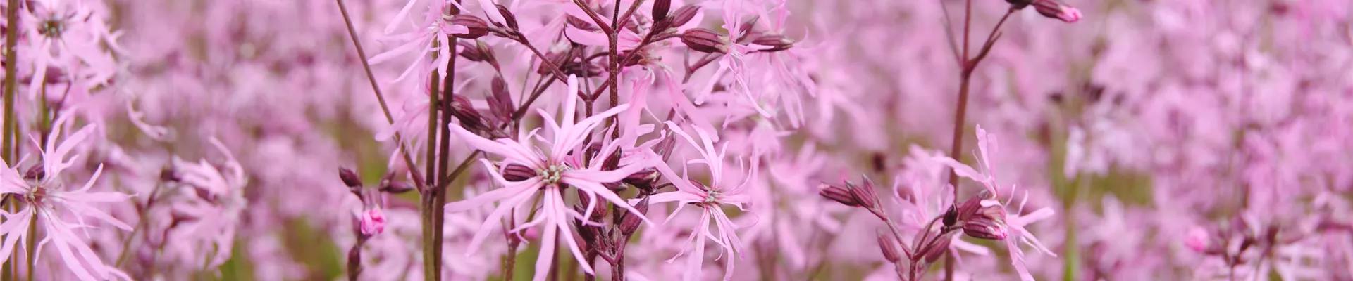 Lychnis flos-cuculi