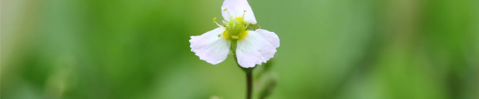 Sagittaria sagittifolia