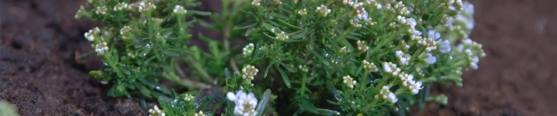 Schleifenblume - Einpflanzen im Garten (thumbnail)