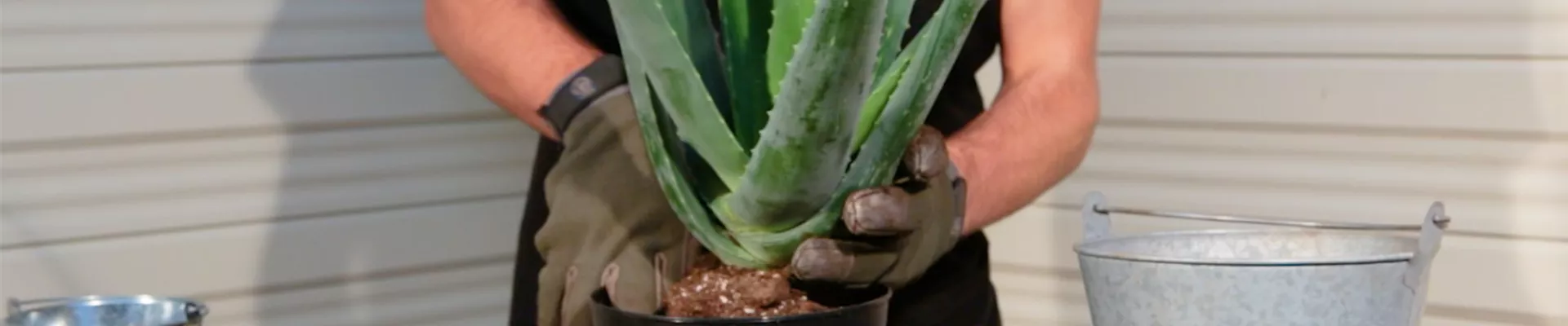 Aloe Vera - Umtopfen (Thumbnail)