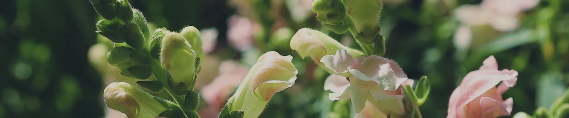 Löwenmaul - Einpflanzen im Garten (Thumbnail)