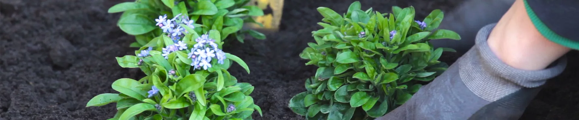 Vergissmeinnicht - Einpflanzen im Garten (thumbnail)