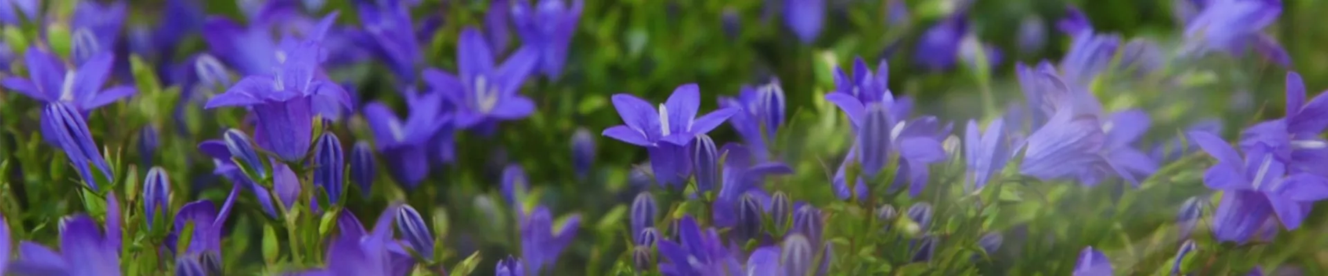 Glockenblume - Einpflanzen in den Garten (thumbnail)