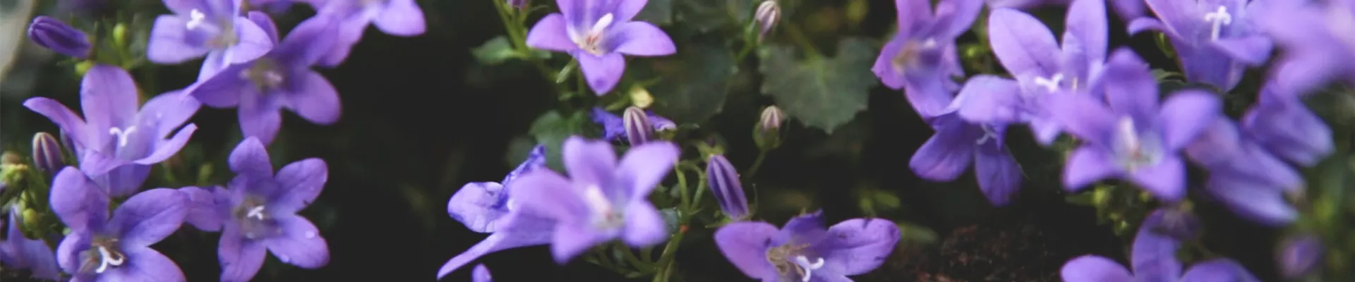 Dalmatiner-Polsterglockenblume - Einpflanzen im Garten (Thumbnail)