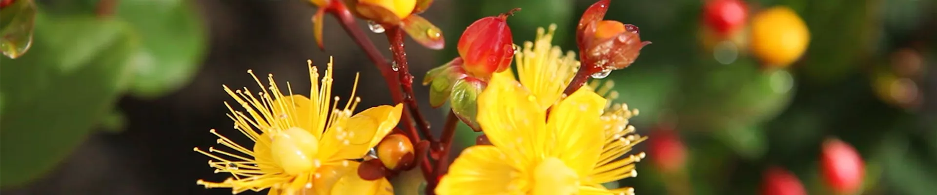 Johanneskraut - Einpflanzen im Garten (Thumbnail)