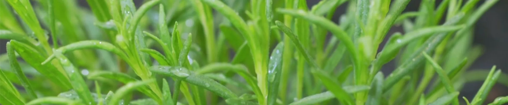 Lavendel - Einpflanzen im Garten (thumbnail)