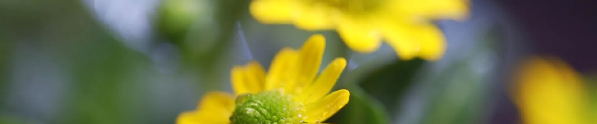 Husarenknopf - Einpflanzen im Garten (thumbnail)