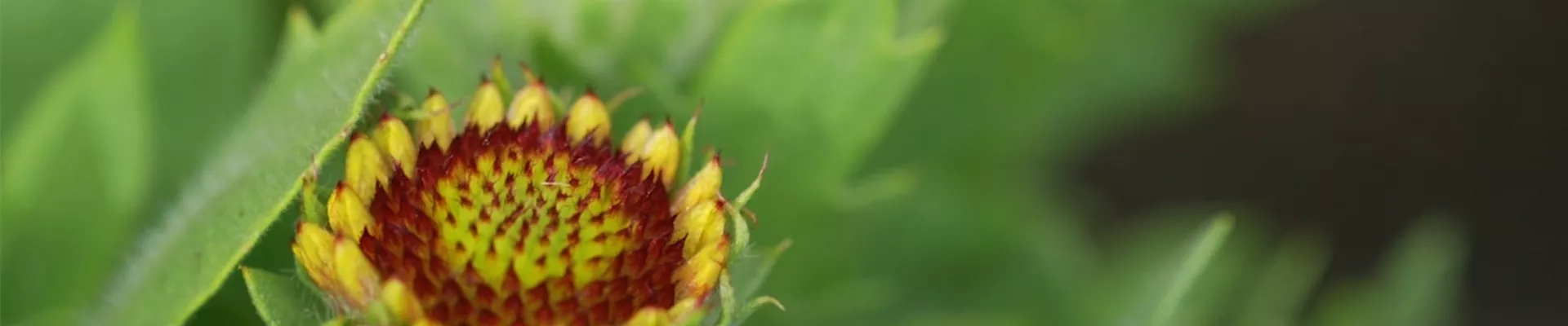 Korkadenblume - Einpflanzen im Garten (thumbnail)