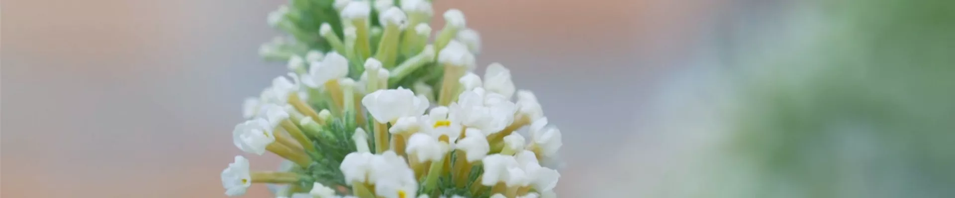 Sommerflieder - Einpflanzen im Garten (thumbnail)