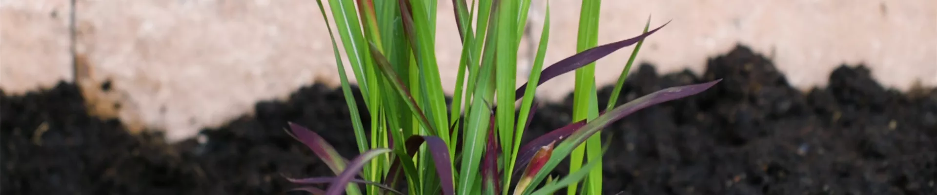 Japanisches Blutgras - Einpflanzen im Garten (thumbnail)