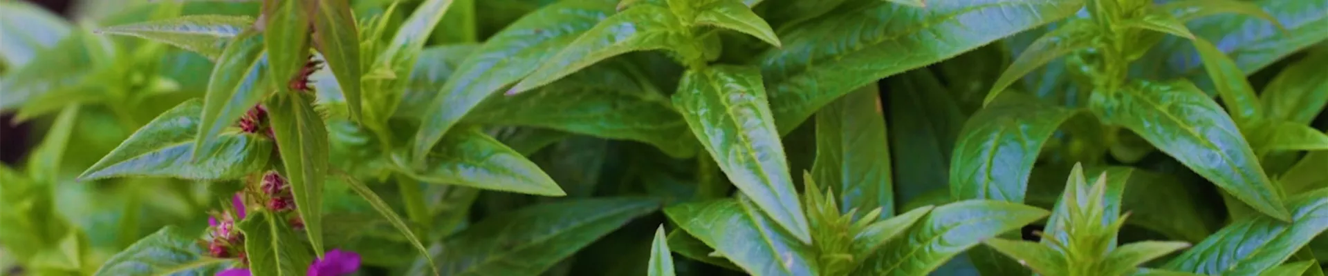 Gartenblutweiderich - Einpflanzen im Garten (thumbnail2)