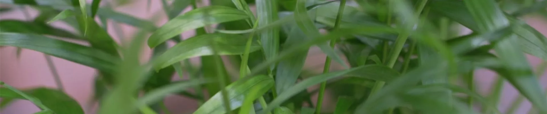 Mexikanische Bergpalme - Umtopfen (thumbnail)