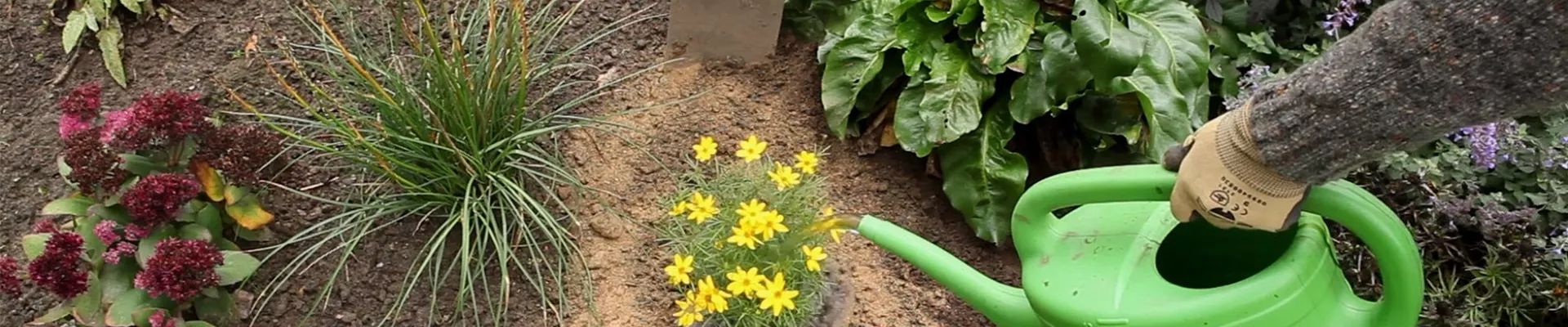 Mädchenauge - Einpflanzen im Garten (thumbnail)