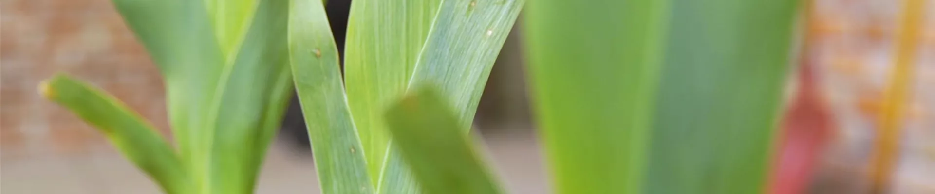 Schwertlilie - Einpflanzen im Garten (Thumbnail)