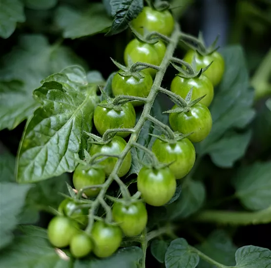 Grüne Tomaten.png