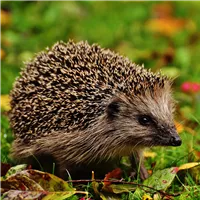 Igel.png