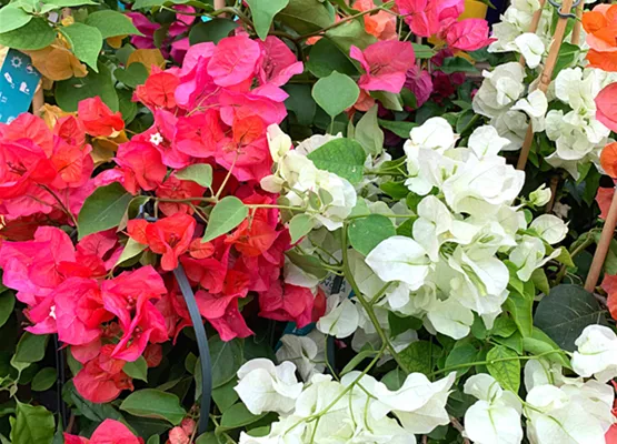 Bougainvillea.png