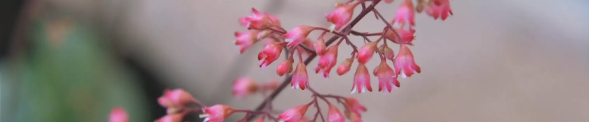 Echtes Purpurglöckchen (Heuchera)- Einpflanzen im Garten (Thumbnail)