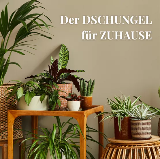 Dschungel für Zuhause (3).png