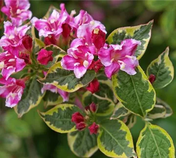 kriemer weigela-1428795_1920.jpg