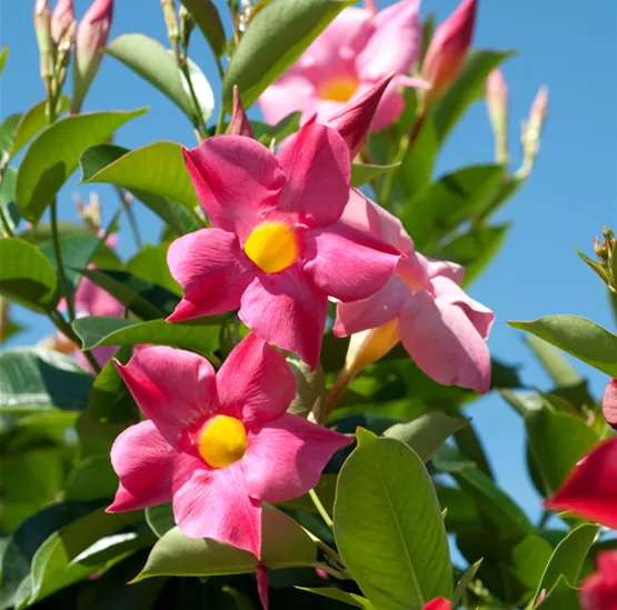 Gartenwochen -- Dipladenia (Web).png